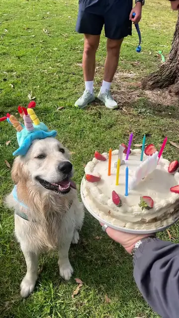 Video thumbnail for Golden Retriever Birthday Party in the Park with Dog Friends