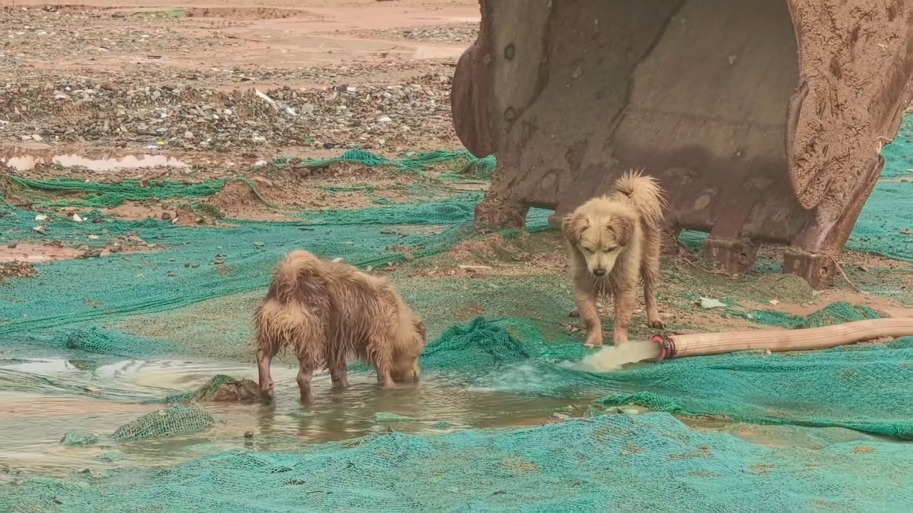 Video thumbnail for Puppy Surprised by Sudden Water Spray!