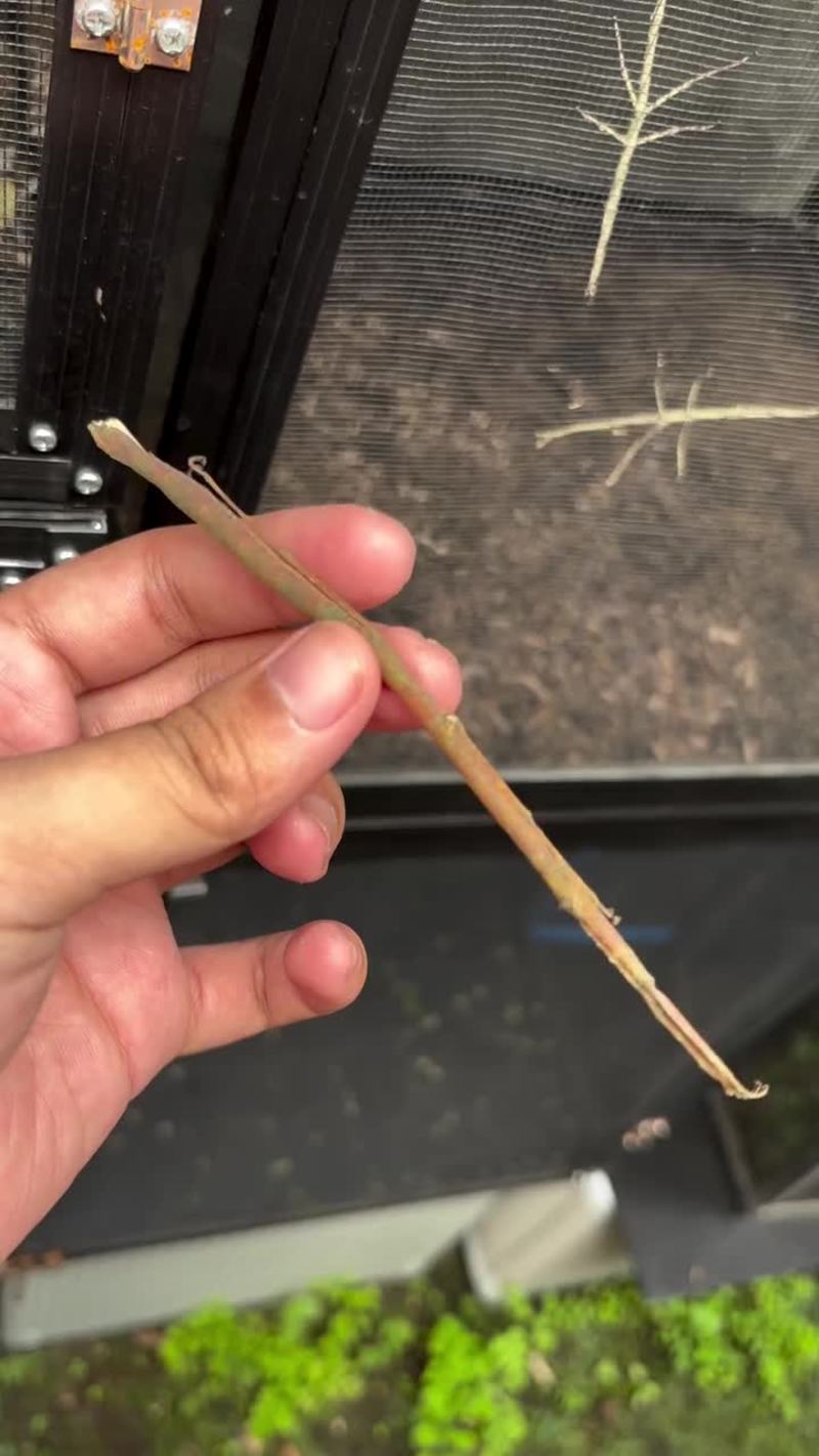 Video thumbnail for Amazing Camouflage of Stick Insect Carausius Strumosus