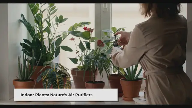 Video thumbnail for 10 Best Indoor Plants for Clean Air Natural Air Purifiers