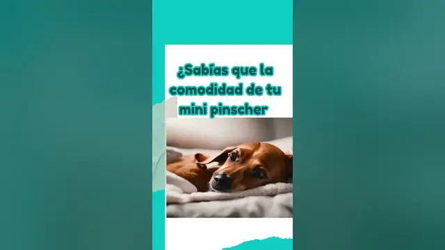'Video thumbnail for 🐕 La comodidad de tu perro puede ser tu negocio  ❤️'