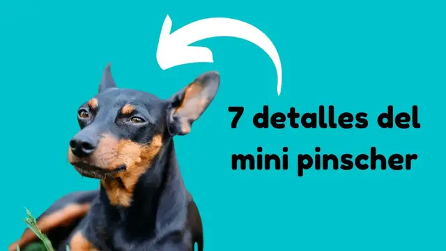 Video thumbnail for 7 CARACTERÍSTICAS del PINSCHER MINIATURA 🐕🐕