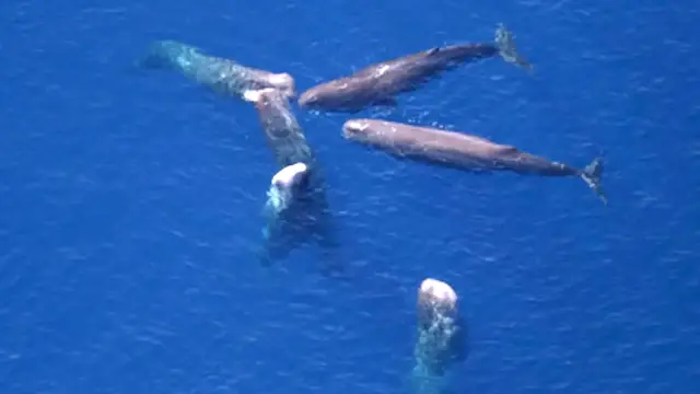 Video thumbnail for How Sperm Whales Use Poop to Defend Against Orcas