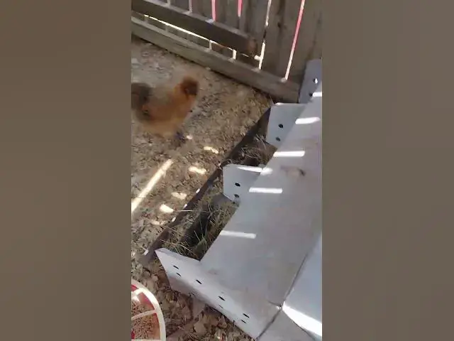 Video thumbnail for Broody Silkie Hens #Shorts