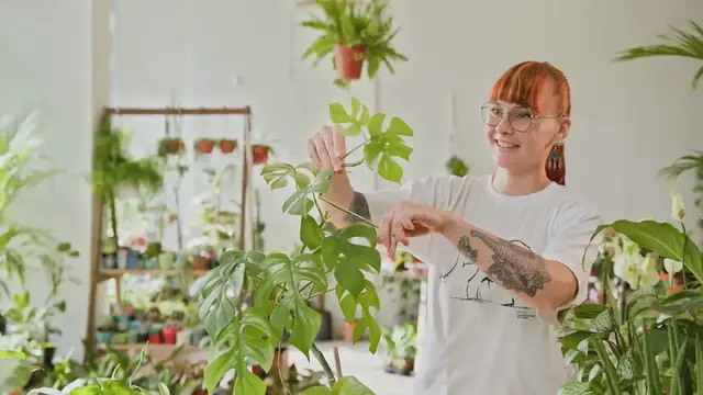 Video thumbnail for Best Hanging Indoor Plants