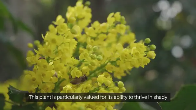 Video thumbnail for Leatherleaf Mahonia