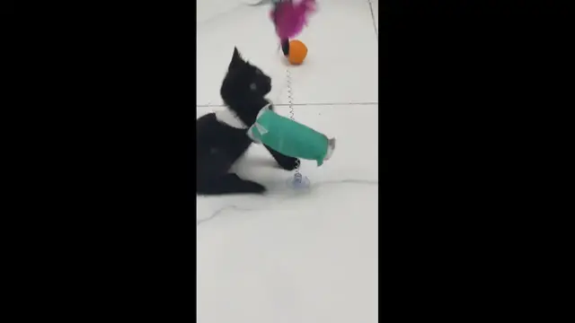 Video thumbnail for Kitten Plays with Teaser Despite Paw Cast in Zhejiang, China