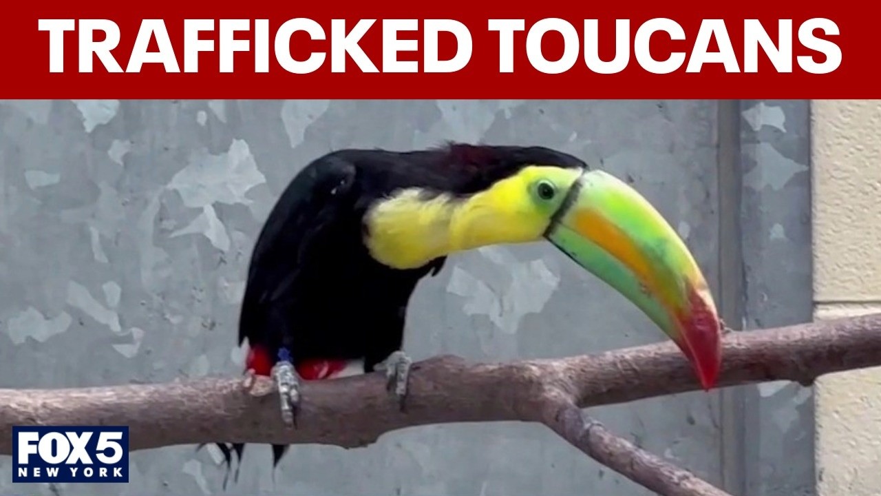 Video thumbnail for Trafficked toucans rehabilitated at Bronx Zoo