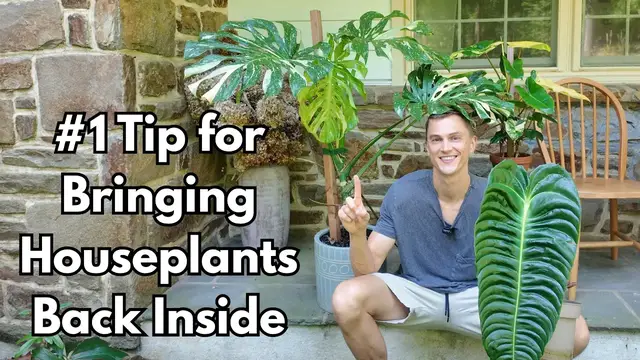 Video thumbnail for My BEST Tip for Bringing HOUSEPLANTS Inside Safely after Summer