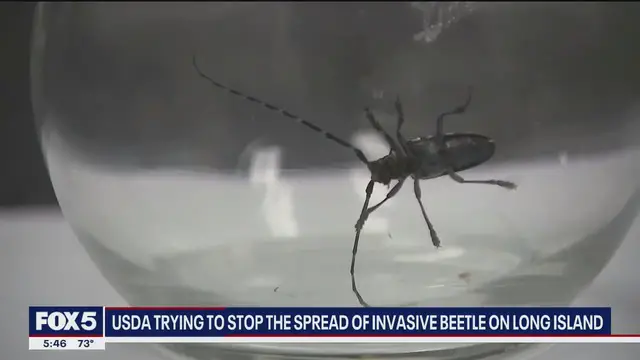 'Video thumbnail for USDA working to stop the spread of invasive beetle species on Long Island'