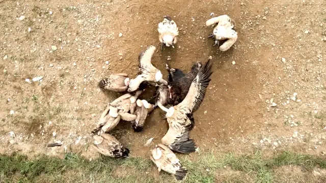 Video thumbnail for Disappearance of Vultures in India Tied to Unintended Human Costs