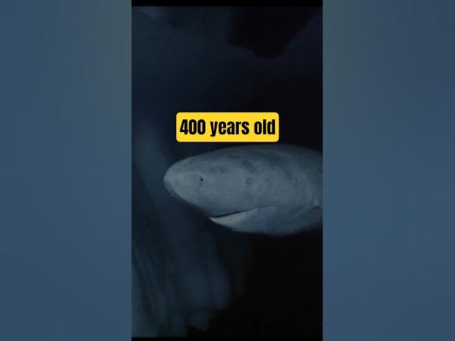 Video thumbnail for This Greenland shark lived for almost 400 years – it could have been born around the 17th century.