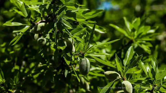 'Video thumbnail for Rats! Infestation impacting almond growing in California'