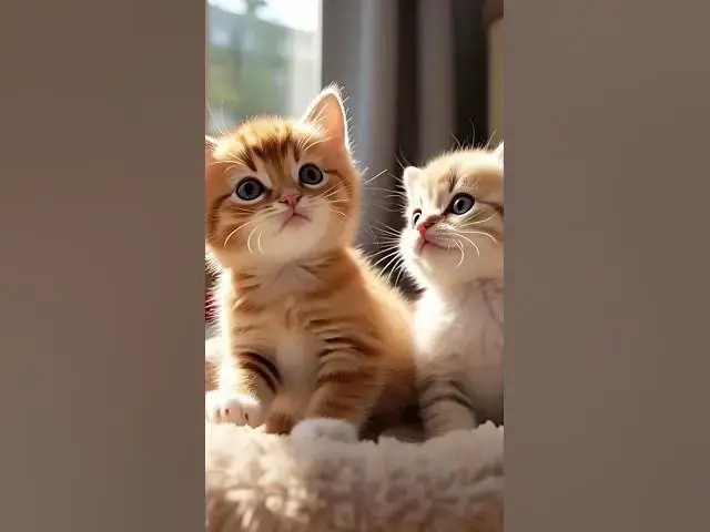 'Video thumbnail for Cute Kitten Pair #pets #catlover #kitten #ytshorts #short'