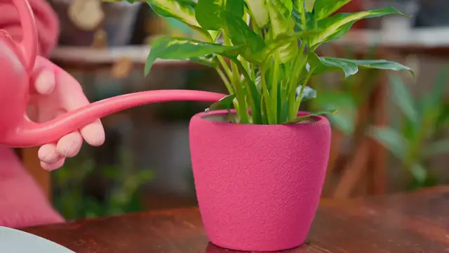 Video thumbnail for ZZ Plant Care Tips