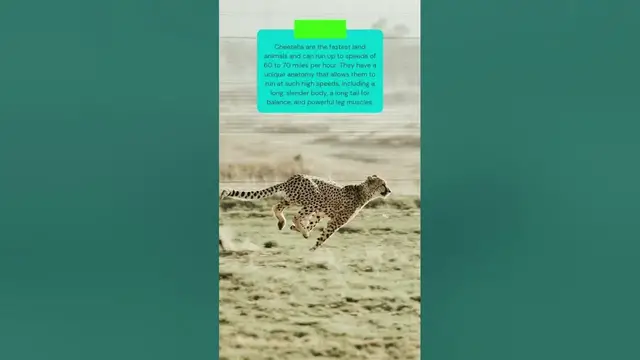 Video thumbnail for Cheetah the speed of the fastest land animal in the world #shorts