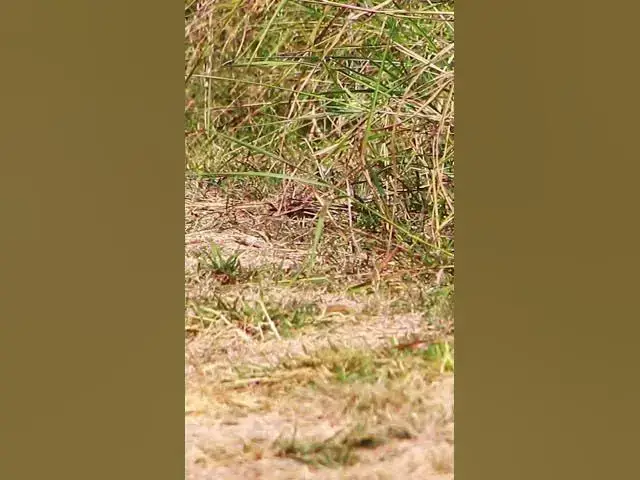 Video thumbnail for Female of Ghost Dove #dovebird #smallbird #birds #bird #shortdove #nestdove #babiesdove