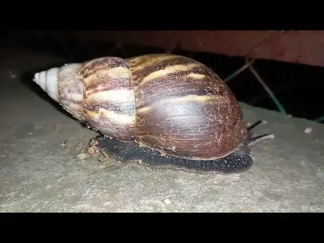 Video thumbnail for Snail