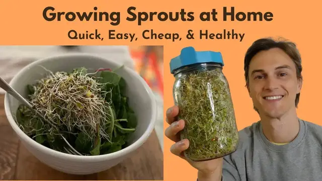 Video thumbnail for Growing SPROUTS at Home - Cheap, Fast, Super Healthy, Easy