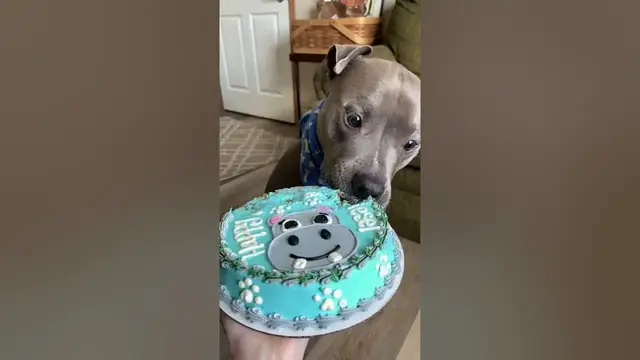 Video thumbnail for Dog eating birthday cake