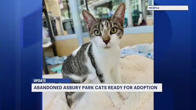 Video thumbnail for Woman faces charges for abandoning cats in the rain in Asbury Park