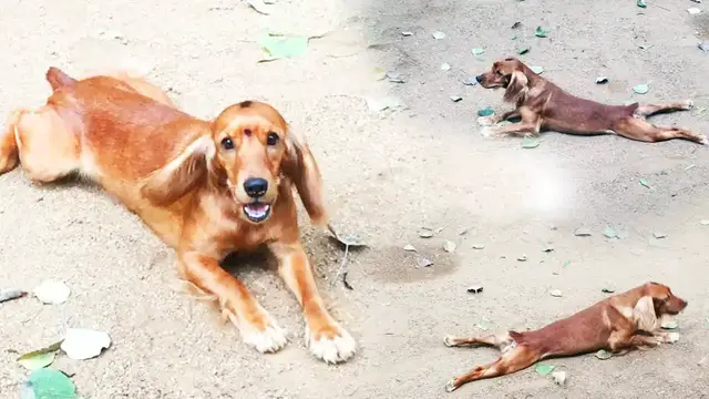 Video thumbnail for Exercise with Dog funny