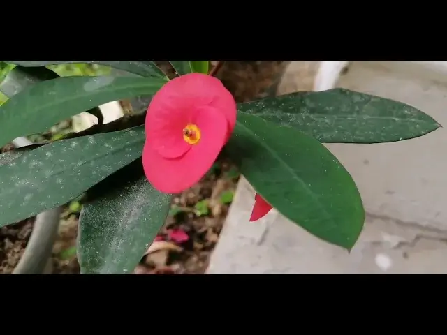 'Video thumbnail for Poppy Flower'