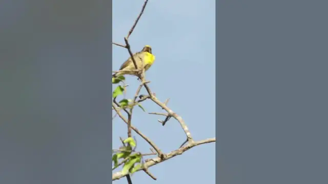 Video thumbnail for Baya weaver bird Sri Lanka #shorts