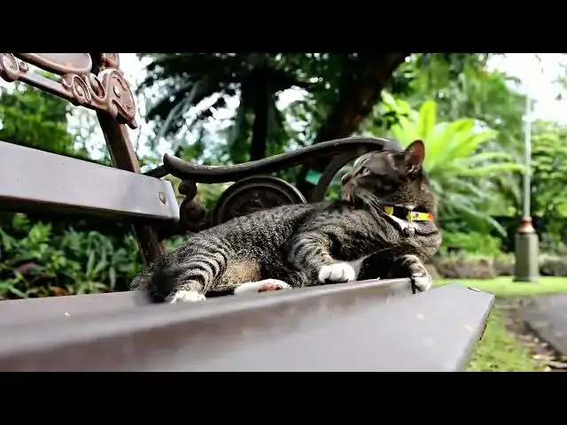 'Video thumbnail for How do cats remember their territory boundaries?'