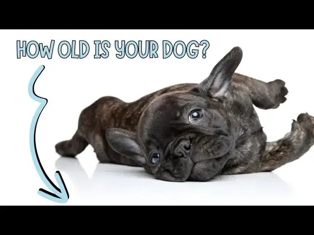 Video thumbnail for What Are The Signs That Your Dog is Getting Old? Golden Dog Years!