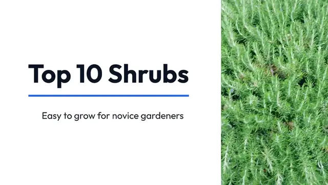 Video thumbnail for Top 10 Easy Shrubs for Beginners
