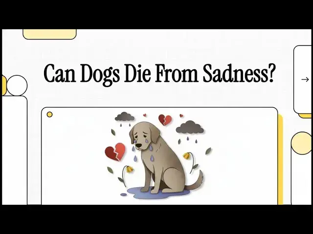 Video thumbnail for Can Dogs Die from Sadness? Discover What Does Science Say!