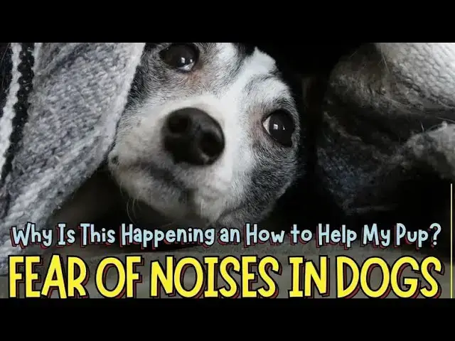 Video thumbnail for Fear of Noises in Dogs: Why Certain Sounds Scare Your Dog?