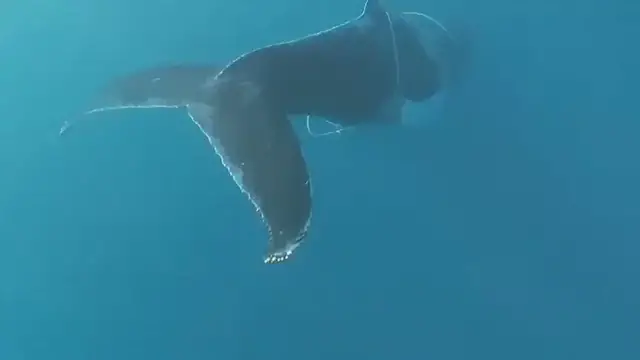 Video thumbnail for Im Dezember 2019 hatte sich ein Wal in Seilen verheddert