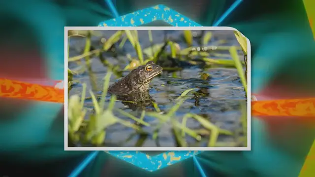 Video thumbnail for What to Feed Your Pet Toad