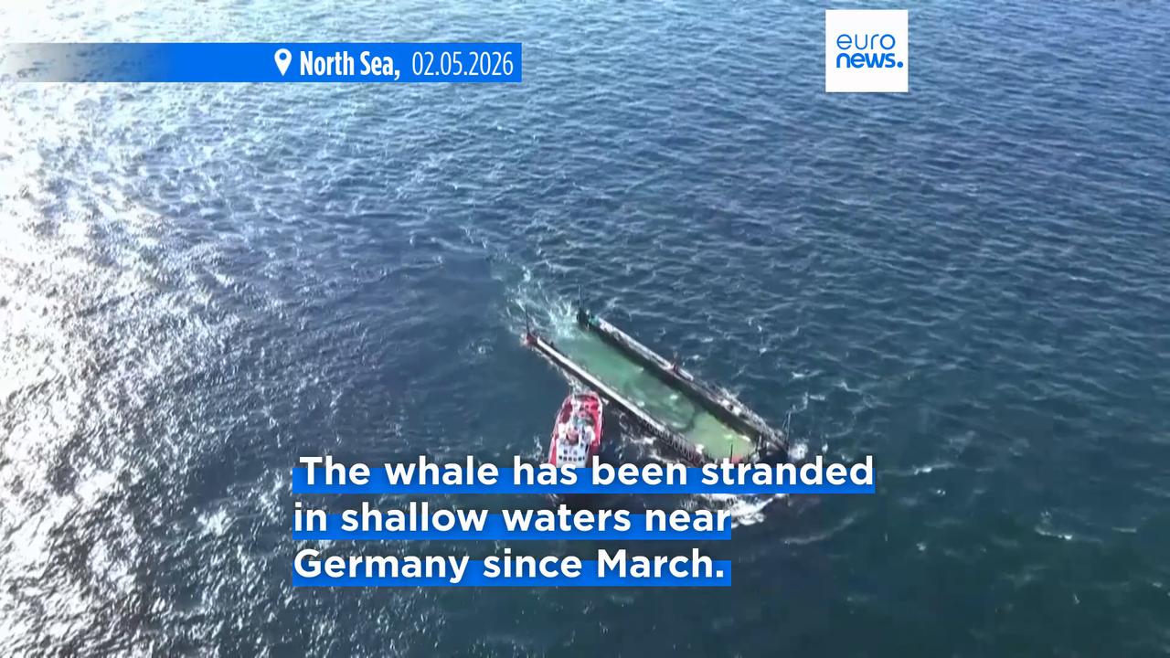 Video thumbnail for End of the rescue operation: Humpback whale "Timmy" released in the North Sea