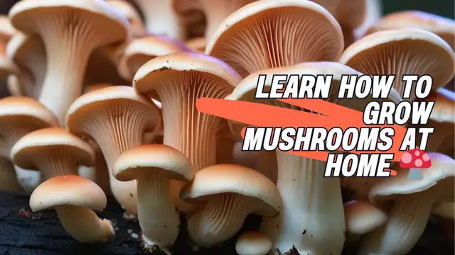 Video thumbnail for Learn How to Grow Mushrooms at Home 🍄