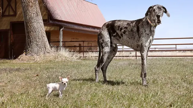 Video thumbnail for Tallest dog meets smallest dog in world first