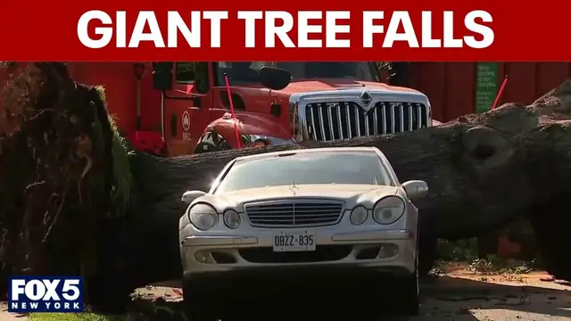 Video thumbnail for Giant tree crashes down in Queens