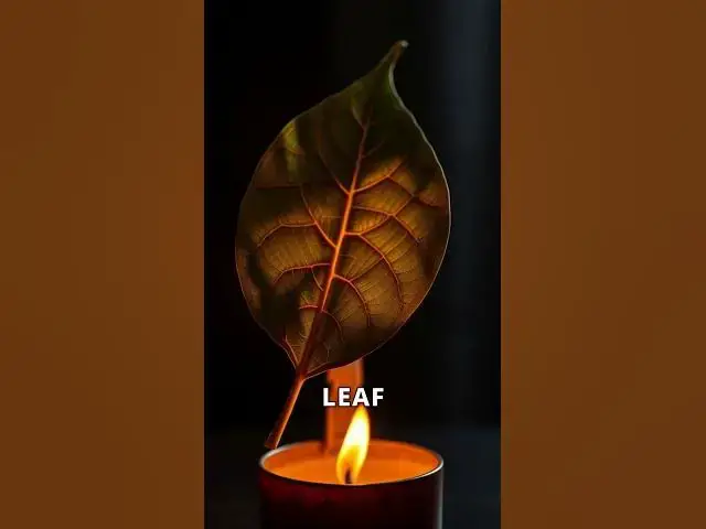 Video thumbnail for Burning Away Negative Energy: A Fire Protection Spell