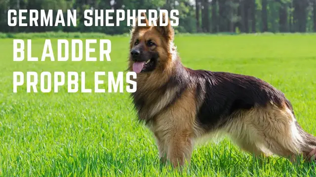 Video thumbnail for German Shepherd Bladder Problems