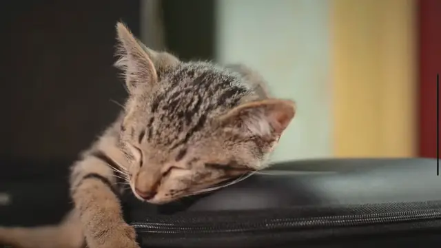 'Video thumbnail for Reconnaître et éviter les coups de chaleur chez les chats'