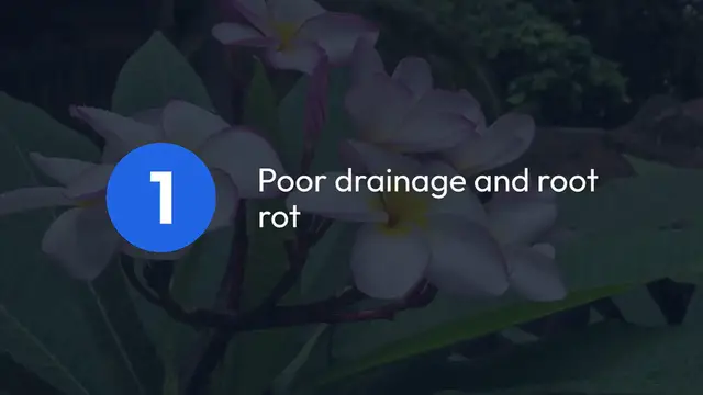 Video thumbnail for Common Problems with Lavender Plants