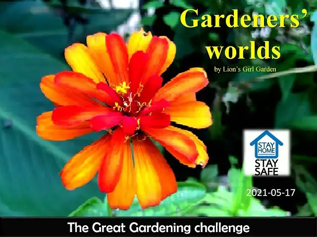 Video thumbnail for 30. Gardeners World by Lion's Girl Garden episode 17-5-2021