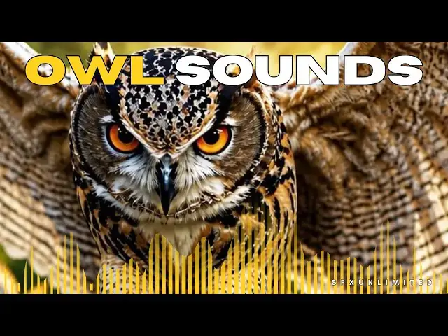 Video thumbnail for Spooky Owl Sound Effect (Scary Night Ambience SFX)
