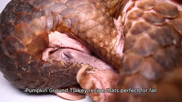 Video thumbnail for Pumpkin Ground Turkey recipe