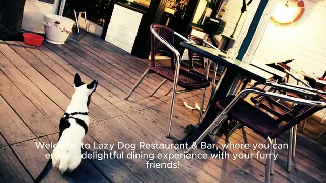 Video thumbnail for Lazy Dog Menu Price
