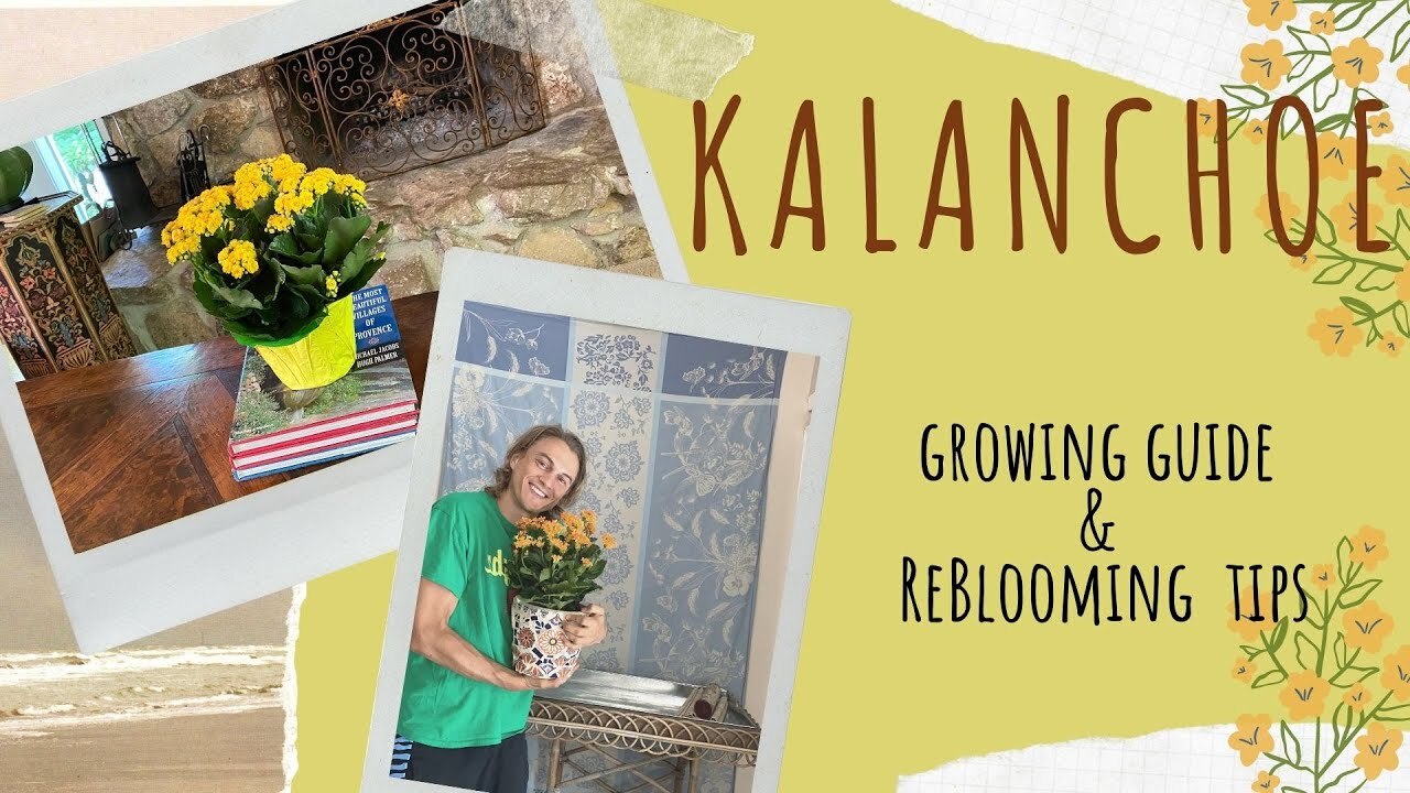 Video thumbnail for KALANCHOE Ultimate Growing Guide & ReBlooming Tips (subtítulos en español)