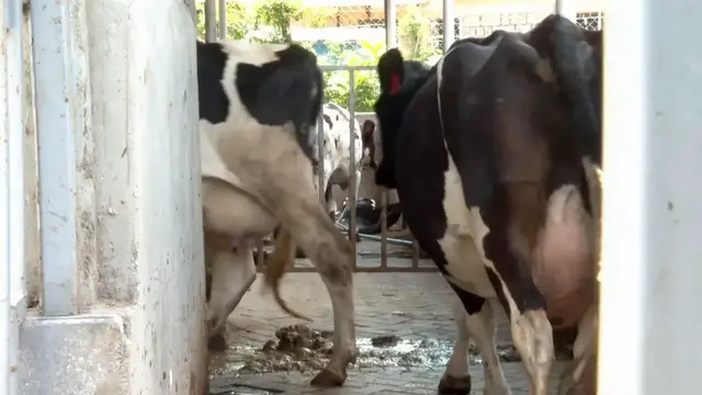 Video thumbnail for Kenya: Dairy farmers despair as drought in Kenya deepens fresh milk shortages.