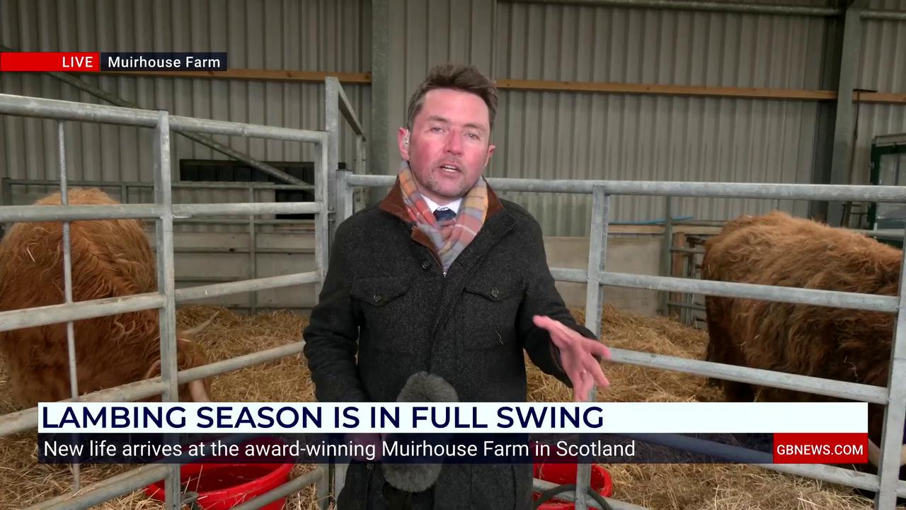 Video thumbnail for WATCH: Tony McGuire is joined by Highland Cows Monica and Rua as he visits the award-winning Muirhouse Farm